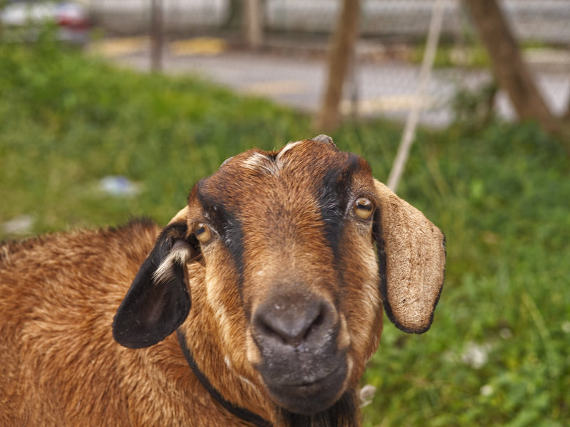 Kuala Lumpur, Kampung Baru